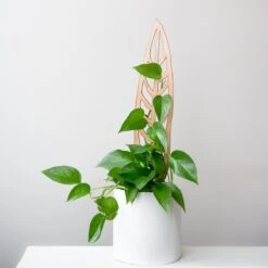 Anthrulla - Anthurium Inspired Plant Trellis -Ed's plant shop anthrulla anthurium inspired plant trellis 825499