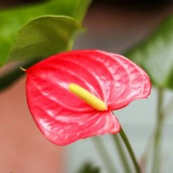 Anthurium Andraeanum 'Flamingo Flower' -Ed's plant shop anthurium andraeanum flamingo flower various sizes 153347
