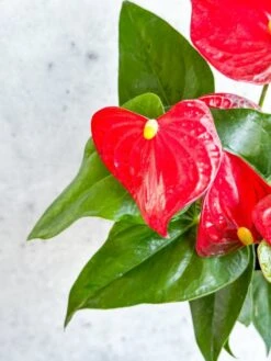 Anthurium Andraeanum 'Flamingo Flower' -Ed's plant shop anthurium andraeanum flamingo flower various sizes 393652
