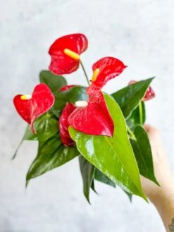 Anthurium Andraeanum 'Flamingo Flower' -Ed's plant shop anthurium andraeanum flamingo flower various sizes 500802