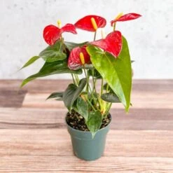 Anthurium Andraeanum 'Flamingo Flower' -Ed's plant shop anthurium andraeanum flamingo flower various sizes 516544