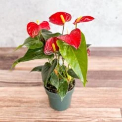 Anthurium Andraeanum 'Flamingo Flower' -Ed's plant shop anthurium andraeanum flamingo flower various sizes 530022