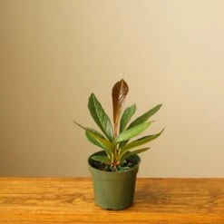 Anthurium Bonplandii Ssp. Guayanum 'Cobra" -Ed's plant shop anthurium bonplandii ssp guayanum cobra 939157