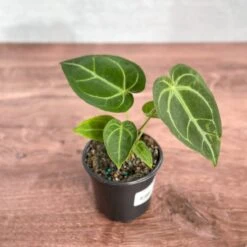 Anthurium Magnificum - Magnificent Anthurium - 4 Inch -Ed's plant shop anthurium magnificum magnificent anthurium 4 inch 642831