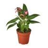 Anthurium Purple – 4" Live Plant | Vibrant Indoor Blooms -Ed's plant shop anthurium purple 4 live plant vibrant indoor blooms 701380