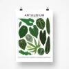 Anthurium Species ID Chart - Botanical Houseplant Art Print -Ed's plant shop anthurium species id chart botanical houseplant art print 894062