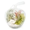 Apple Terrarium With Pebble Kit And Tillandsia Air Plants -Ed's plant shop apple terrarium with pebble kit and tillandsia air plants 1570745