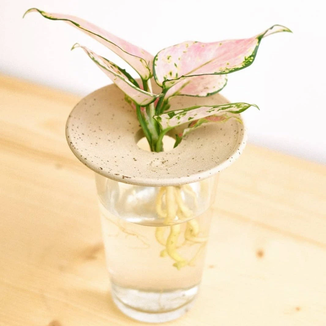 Aquaculture & Germination Plate 3 Aquaculture & Germination Plate