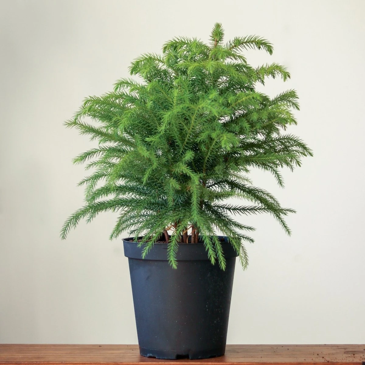 Araucaria Heterophylla Norfolk Island Pine - Floor Plant 5 Araucaria Heterophylla Norfolk Island Pine - Floor Plant - Image 3