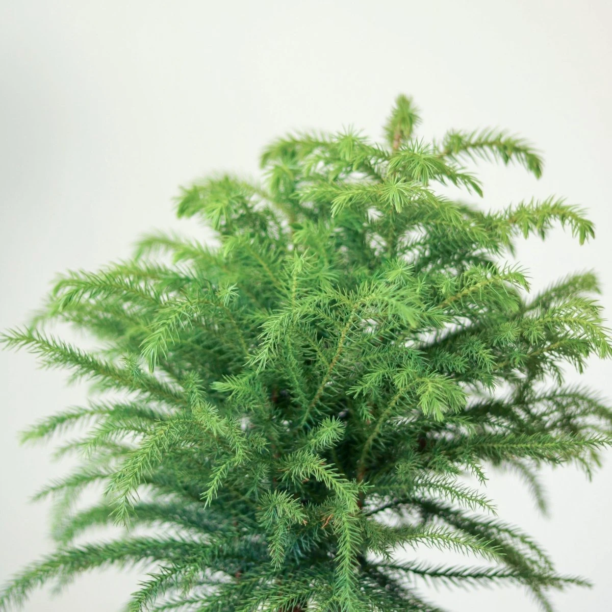 Araucaria Heterophylla Norfolk Island Pine - Floor Plant 6 Araucaria Heterophylla Norfolk Island Pine - Floor Plant - Image 4