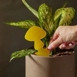 Arber Sticky Traps – 16-Pack Plant Pest Control -Ed's plant shop arber sticky traps 16 pack plant pest control 4592855