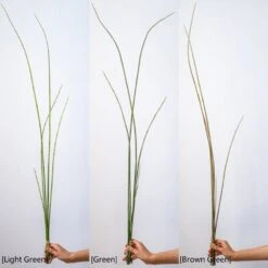 Artificial Faux Rough Horsetail Plant Long Stem 54" Tall 21 Artificial Faux Rough Horsetail Plant Long Stem 54" Tall -Ed's plant shop artificial faux rough horsetail plant long stem 54 tall 123145