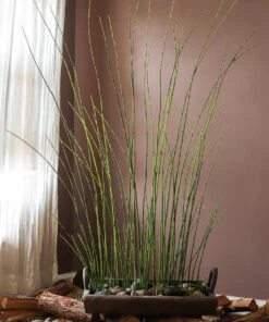Artificial Faux Rough Horsetail Plant Long Stem 54" Tall 16 Artificial Faux Rough Horsetail Plant Long Stem 54" Tall -Ed's plant shop artificial faux rough horsetail plant long stem 54 tall 257024