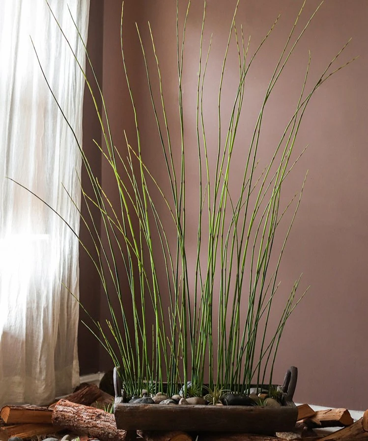 Artificial Faux Rough Horsetail Plant Long Stem 54" Tall 7 Artificial Faux Rough Horsetail Plant Long Stem 54" Tall - Image 5