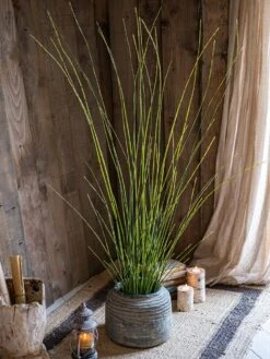 Artificial Faux Rough Horsetail Plant Long Stem 54" Tall 15 Artificial Faux Rough Horsetail Plant Long Stem 54" Tall -Ed's plant shop artificial faux rough horsetail plant long stem 54 tall 326786