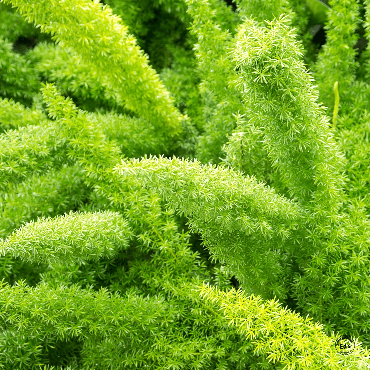 Asparagus Meyerii Fern - Foxtail Fern 3 Asparagus Meyerii Fern - Foxtail Fern