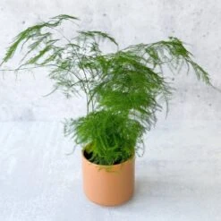 Asparagus Plumosa - Asparagus Fern -Ed's plant shop asparagus plumosa asparagus fern 35 inch 700238