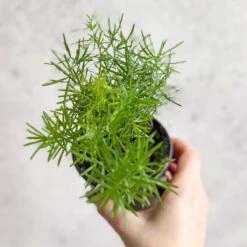Asparagus Plumosa - Asparagus Fern -Ed's plant shop asparagus plumosa asparagus fern 35 inch 801827
