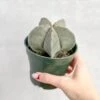 Astrophytum Retusa - Star Cactus