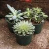 Baby Cacti/Succulents - 5 Inch -Ed's plant shop baby cactisucculents 5 inch 271962
