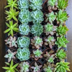 Baby Cacti/Succulents - 5 Inch -Ed's plant shop baby cactisucculents 5 inch 287721