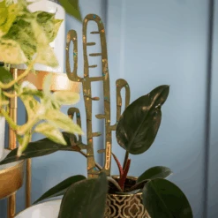 BARE™ Cactrella™ - Customizable Wooden Plant Support - Inspired By The Barrel Cactus -Ed's plant shop bare cactrella customizable wooden plant support inspired by the barrel cactus 1699599