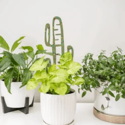 BARE™ Cactrella™ - Customizable Wooden Plant Support - Inspired By The Barrel Cactus -Ed's plant shop bare cactrella customizable wooden plant support inspired by the barrel cactus 3318970