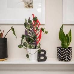 BARE™ Monstrella™ – Customizable Wooden Plant Trellis For Indoor Climbing Plants -Ed's plant shop bare monstrella customizable wooden plant trellis for indoor climbing plants 2469731