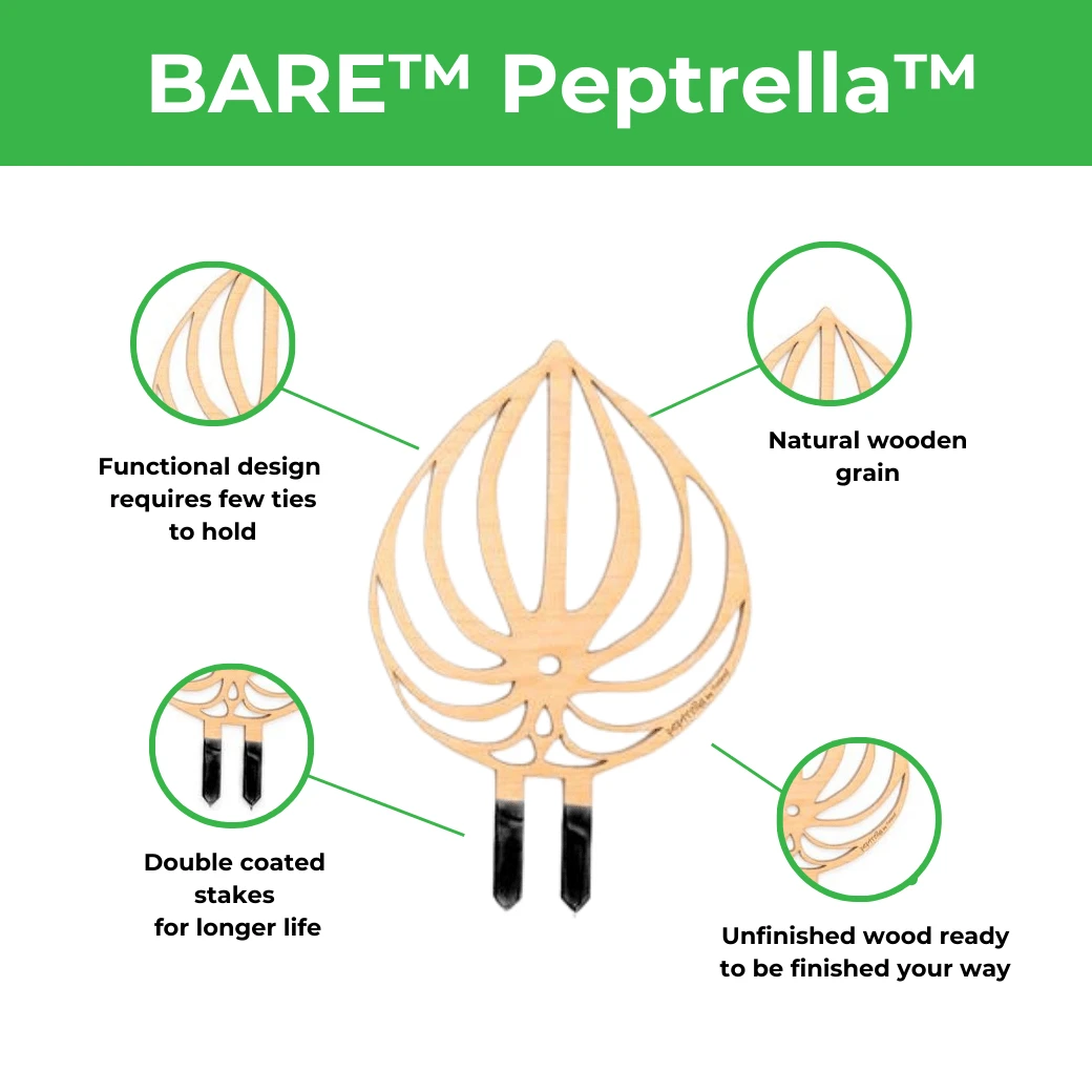BARE™ Peptrella™ Plant Trellis – Customizable Birch Wood Support Inspired By Peperomia 6 BARE™ Peptrella™ Plant Trellis – Customizable Birch Wood Support Inspired By Peperomia - Image 4