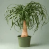 Beaucarnea Recurvata 'Ponytail Palm' -Ed's plant shop beaucarnea recurvata ponytail palm 307642