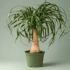 Beaucarnea Recurvata 'Ponytail Palm'