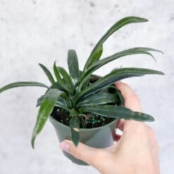 Microsorum Thailandicum - Blue Oil Fern -Ed's plant shop blue oil fern3