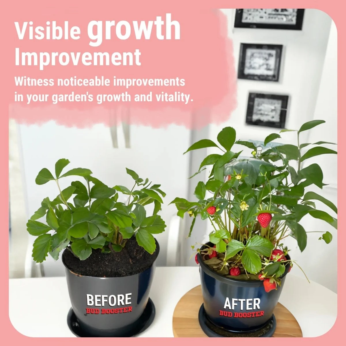 Bud Booster | Bigger Buds And Increased Yields 6 Bud Booster | Bigger Buds And Increased Yields - Image 4