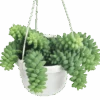 Burro's Tail Succulent - Sedum Morganianum Hanging Basket 1 Burro's Tail Succulent - Sedum Morganianum Hanging Basket -Ed's plant shop burros tail succulent sedum morganianum hanging basket 682671
