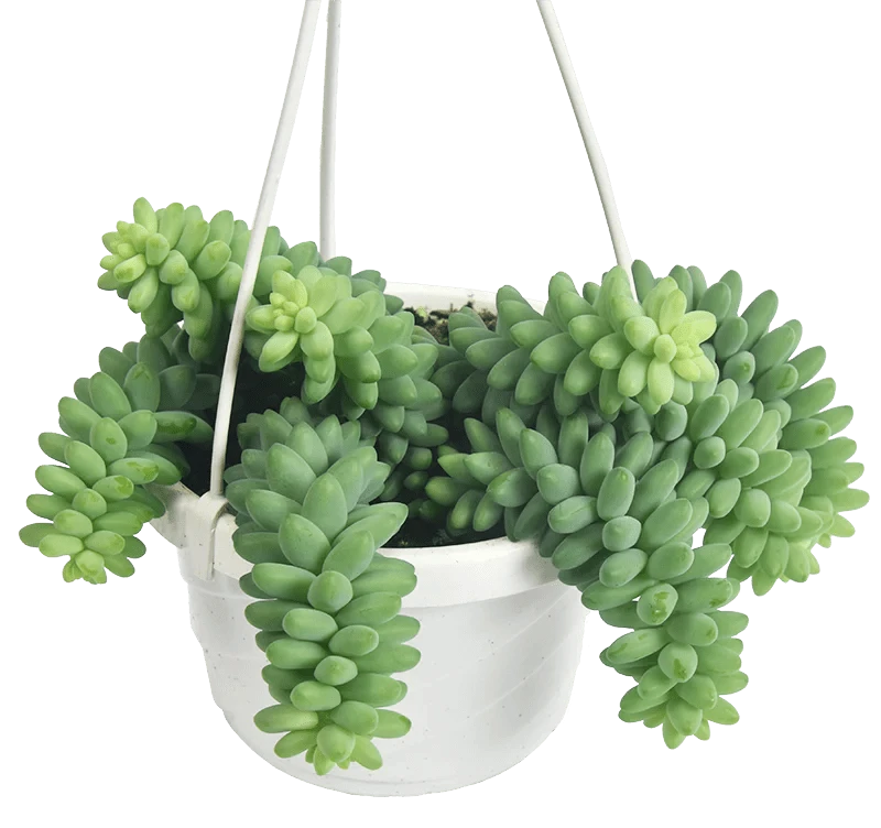 Burro's Tail Succulent - Sedum Morganianum Hanging Basket 3 Burro's Tail Succulent - Sedum Morganianum Hanging Basket