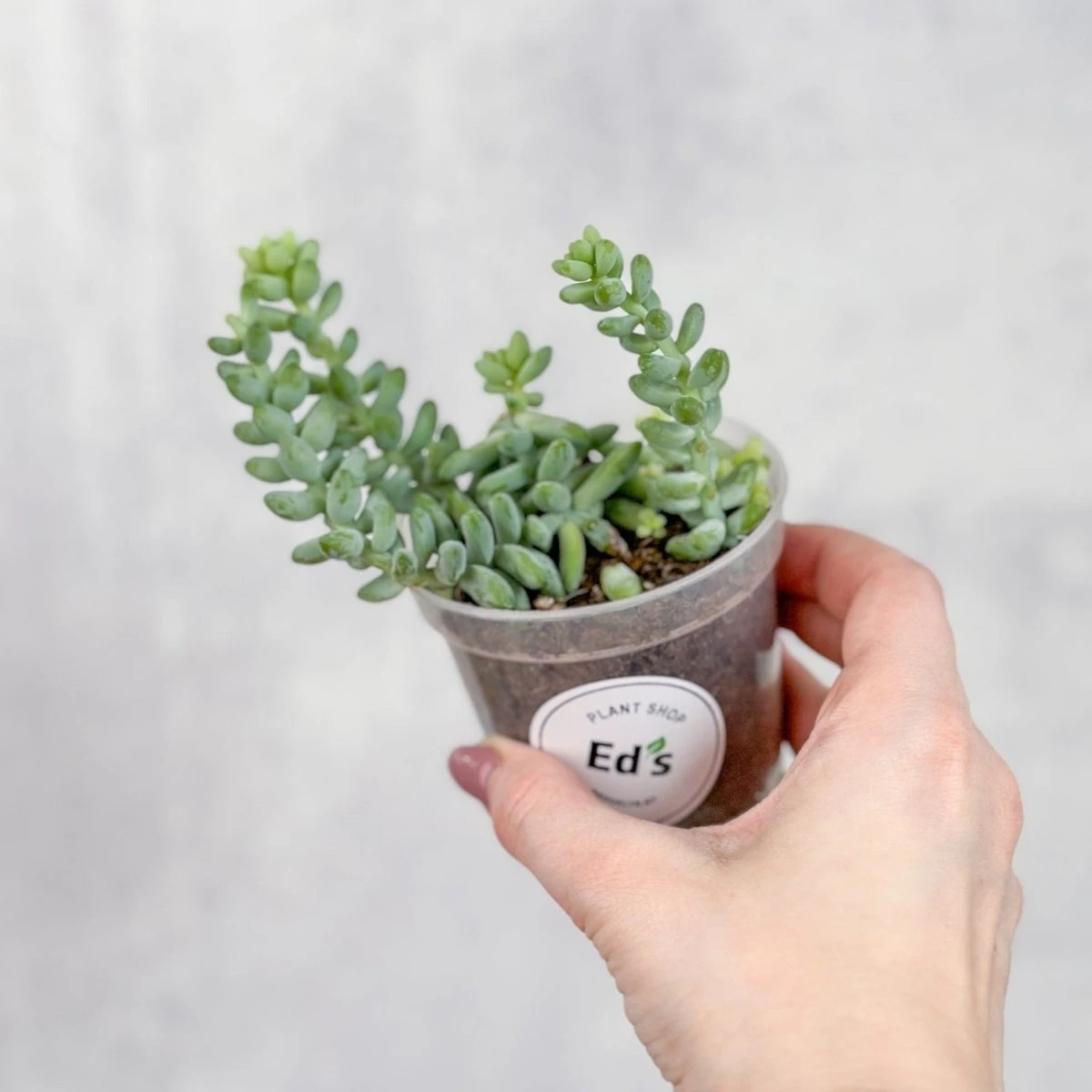 Burro's Tail Succulent - Sedum Morganianum Hanging Basket 4 Burro's Tail Succulent - Sedum Morganianum Hanging Basket - Image 2