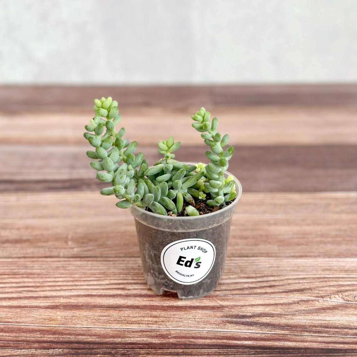 Burro's Tail Succulent - Sedum Morganianum Hanging Basket 6 Burro's Tail Succulent - Sedum Morganianum Hanging Basket - Image 4