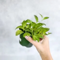 Aeschynanthus Micranthus Variegata -Ed's plant shop buy aeschynanthus micranthus variegata eds plant shop 336597