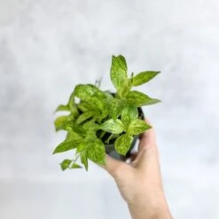 Aeschynanthus Micranthus Variegata -Ed's plant shop buy aeschynanthus micranthus variegata eds plant shop 518089