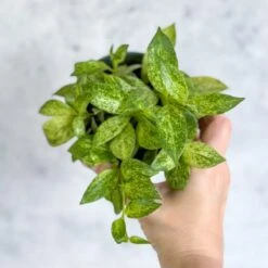 Aeschynanthus Micranthus Variegata -Ed's plant shop buy aeschynanthus micranthus variegata eds plant shop 873800