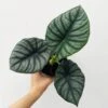 Alocasia 'Nebula' – Ed's Plant Shop -Ed's plant shop buy alocasia nebula eds plant shop 578097