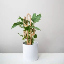 Cactrella - Plant Trellis Inspired By The Barrel Cactus 24 Cactrella - Plant Trellis Inspired By The Barrel Cactus -Ed's plant shop cactrella plant trellis inspired by the barrel cactus 671166