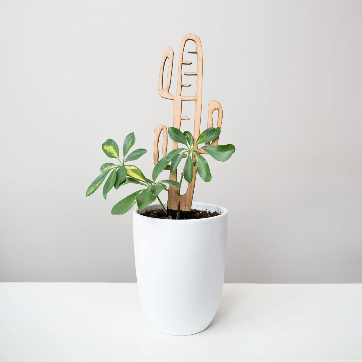 Cactrella - Plant Trellis Inspired By The Barrel Cactus 14 Cactrella - Plant Trellis Inspired By The Barrel Cactus - Image 12