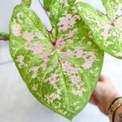 Caladium - Assorted Foliage Varieties -Ed's plant shop caladium assorted foliage varieties 100040
