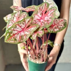 Caladium - Assorted Foliage Varieties -Ed's plant shop caladium assorted foliage varieties 106764