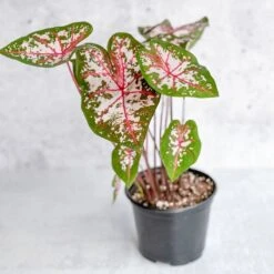 Caladium - Assorted Foliage Varieties -Ed's plant shop caladium assorted foliage varieties 194784