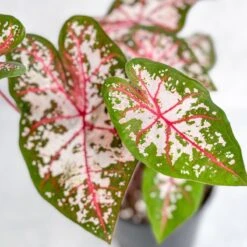 Caladium - Assorted Foliage Varieties