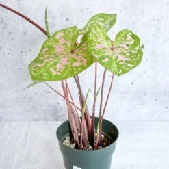 Caladium - Assorted Foliage Varieties -Ed's plant shop caladium assorted foliage varieties 550165