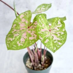 Caladium - Assorted Foliage Varieties -Ed's plant shop caladium assorted foliage varieties 811449