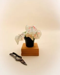 Caladium Bicolor ‘Snow’ – White & Green Heart-Shaped Foliage | Tropical Shade Plant -Ed's plant shop caladium bicolor snow white green heart shaped foliage tropical shade plant 3194718